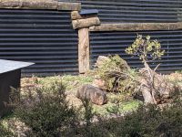 135. Auffangstation für den Tasmanischen Teufel, Tasmanien