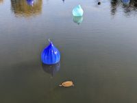 200. Botanischer Garten Adelaide, Australien