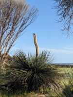 250. Rundfahrt Kangeroo Island, Australien