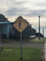 265. Penneshaw, Kangeroo Island, Australien