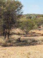 332. Kängerus in Alice Springs, Australien