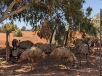 342. Toilettenstopp an Emu-Station im Outback, Australien