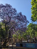 458. Rathaus Sydney, Australien