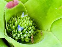 Tag 4 - Neoregelia cruenta