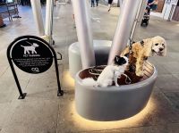 Tag 4 - Kuriositäten, Parkplatz für Hunde