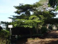 Funchal, Botanischer Garten - Mandelbaum