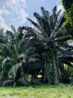 Tag 5 - Palmölplantage