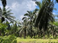Tag 5 - Palmölplantage