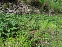 Levada Wanderung - Süßkartoffelfeld