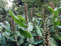 Levada Wanderung - Ingwerpflanze