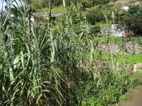 Levada Wanderung - Zuckerrohr