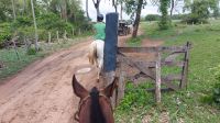 Reit-Ausflug im Pantanal. Pferde der Lodge. Brasilien.