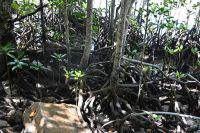 Seychellen - Curieuse (9)