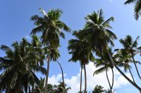 Seychellen - La Digue (1)