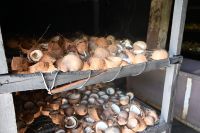 Seychellen - La Digue (3)