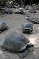 Seychellen - Mahe - botanischer Garten (2)