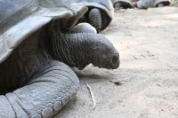Seychellen - Mahe - botanischer Garten (3)