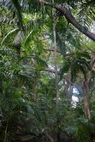 Seychellen - Mahe - botanischer Garten (4)