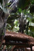 Seychellen - Praslin - Valle de Mai (1)
