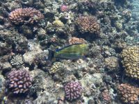 Seychellen - Schnorcheln bei Felicite