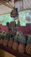Havanna: privater Bauernmarkt