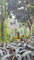Soroa: Botanischer Garten