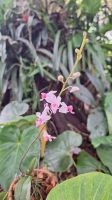 Soroa: Botanischer Garten