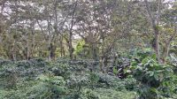 Wanderung in der Sierra de Escambray: Kaffeeplantage