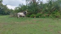 Ein Stier bewacht seine Herde im Pantanal als wir mit dem Jeep vorbeifahren. Foto: Anette Rietz