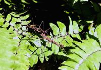 Tag 8 - Stabheuschrecken