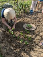 Pflanzen von Wasserspinat im Gemüsegarten