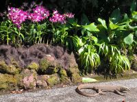 Singapur. Ureinwohner im Botanischen Garten