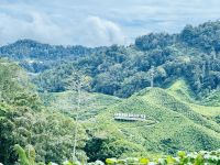 Tag 10 - Unterwegs in die Cameron Highlands 