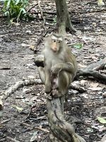 Affe, Ankor, Kambodscha