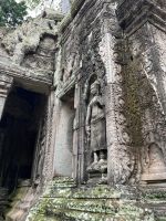 Prasat Ta Prohm, Ankor, Kambodscha