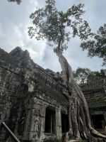 Prasat Ta Prohm, Ankor, Kambodscha
