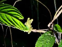 2. Tag – Nachtwanderung zur Froschbeobachtung in La Fortuna – Rotaugen-Laubfrosch