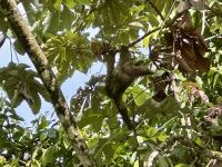 2. Tag – La Fortuna – Dreizehenfaultier neben dem Restaurant