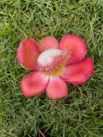 Singapur. Gardens by the Bay 