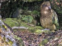 Kea im Versteck