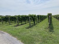 Es wächst Wein auf Long Island - Weingut “Raphael” bei Greenport
