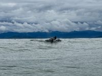 5. Tag – Delfinbeobachtung ab Samara – Schlankdelfine vor Costa Rica