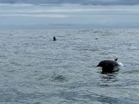 5. Tag – Delfinbeobachtung ab Samara – Schlankdelfine vor Costa Rica