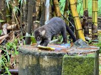 6. Tag – Samara – Wanderung auf dem Werner Sauter Biological Reserve – Ameisenbär