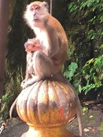 Malaysia. Batu Caves. Makakenmama