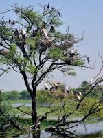 Koladeo Nationalpark (12)