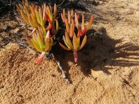 Carpobrotus - essbare Mittagsblume
