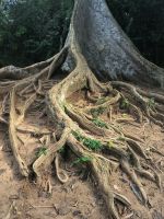Malaysia. Taman Negara Nationalpark. 