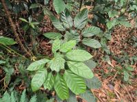 Malaysia. Taman Negara Nationalpark. Jede Pflanze hat eine Funktion