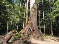 Malaysia. Taman Negara Nationalpark. Riesenbaum